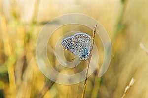 Lepidoptera.Butterfly