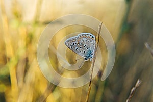 Lepidoptera.Butterfly