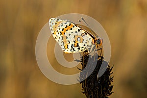 Lepidoptera.Butterfly