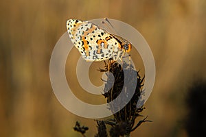 Lepidoptera.Butterfly