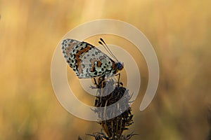 Lepidoptera.Butterfly photo