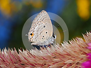 Lepidoptera on Celozja