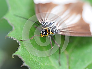 Lepidoptera closeup