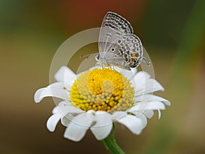 Lepidoptera on daisy