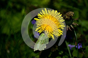 Lepidoptera on flower