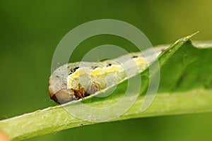 Lepidoptera insect larvae on plant