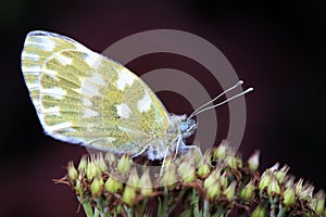 Lepidoptera insect on wild plants, North China