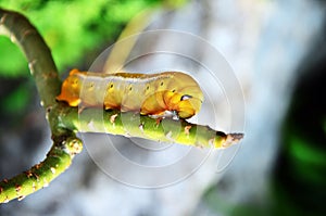 Lepidoptera or Papilio machaon