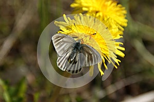 Lepidoptera & TarÃÂ¡xacum