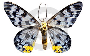 Lepidoptera Tranduc
