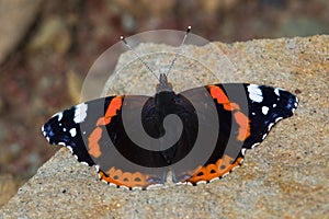Lepidoptera Vanessa atalanta aka red admiral butterfly is sitting on the stone.
