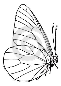 Lepidopteran or Lepidoptera, vintage engraving photo
