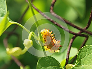 Lepidopterous larva photo