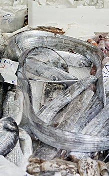 lepidopus caudatus, pesce bandiera in italian, at fish market photo
