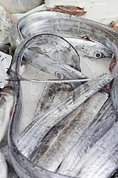 lepidopus caudatus, pesce bandiera in italian, at fish market photo