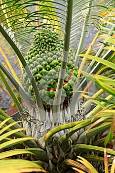 Lepidozamia peroffskyana cycad