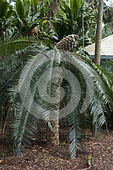 Lepidozamia peroffskyana or pineapple zamia a native plant of Australia