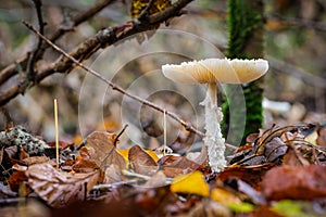 Lepiota clypeolaria mushroom among the variegated leaves in a forest
