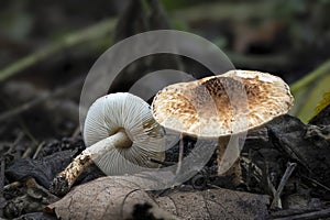 The Lepiota echinella is an poisonous mushroom