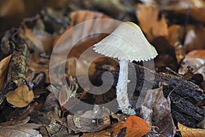 The Lepiota is a genus of mushrooms that are all inedible or deadly poisonous