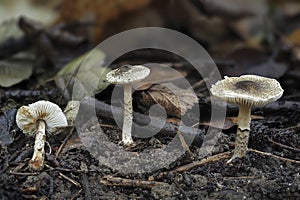 The Lepiota griseovirens is an poisonous mushroom