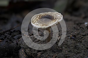 The Lepiota griseovirens is an poisonous mushroom