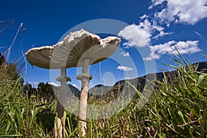 Lepiota Macrolepiota procera, parasol mushroom in the grass