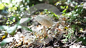 Lepiota mushroom in the grass with autumn foliage in the forest.