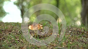 Lepiota mushroom in the grass with autumn foliage in the forest.