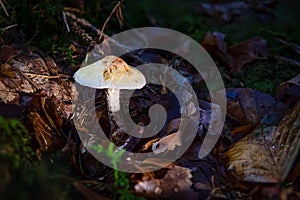 Lepiota Oreadiformis smooth umbrella fungus mushroom in colourful autumn forest