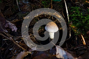 Lepiota Oreadiformis smooth umbrella fungus mushroom in colourful autumn forest