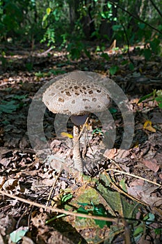 Lepiota parasol mushroom