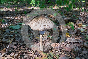 Lepiota parasol mushroom