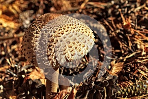 Lepiota procera mushroom