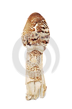 Lepiota procera, parasol mushroom