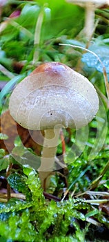 Lepiota tiny mushroom, toadstool, in damp grass.