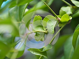 Lepisanthes fruticosa or Luna Nut tree