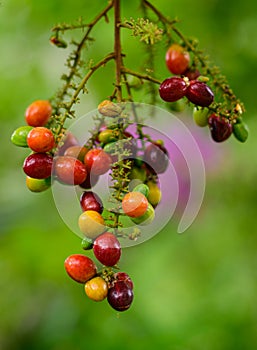 Lepisanthes rubiginosa fruit branch close up, colorful and sweet tropical fruits, ripe and ready to harvest