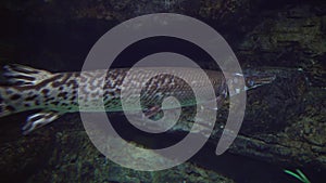 Lepisosteus longnose gar floats in freshwater aquarium stock footage video