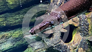 Lepisosteus Slender gars fish closeup aquarium