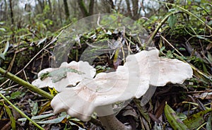 Lepista or Clitocybe nebularis mushroom