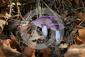 Lepista nuda edible mushroom