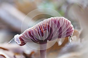 Lepista nuda mushroom gills close up