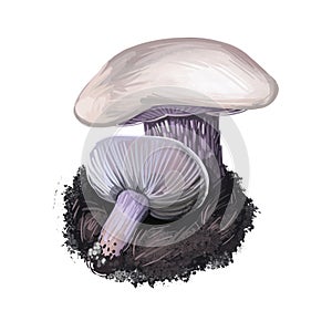 Lepista personata digital art illustration. Clitocybe saeva mushroom watercolor print realistic drawing. Tricholoma