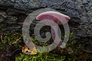 Lepista sordida or Sordid blewit growing on the dead trunk of a tree. Spain