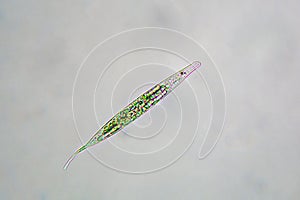 Lepocinclis acus or euglena acus under the microscope