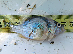 close look in an invasive fish species pumpkinseed