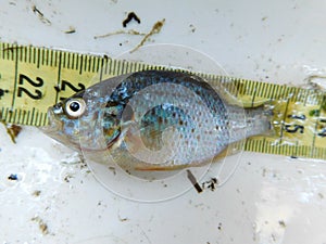 close look in an invasive fish species pumpkinseed