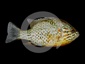 lepomis pumpkinseed fish an invasive species
