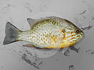 lepomis pumpkinseed fish an invasive species